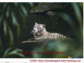 bandhavgarh-safari-booking-small-0