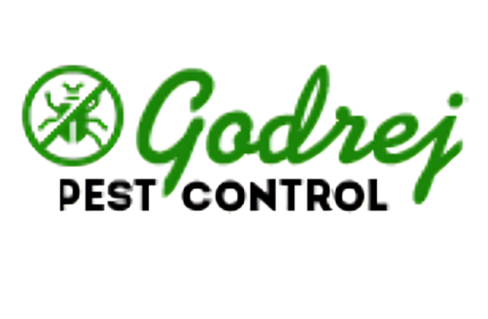 termite-control-noida-big-0