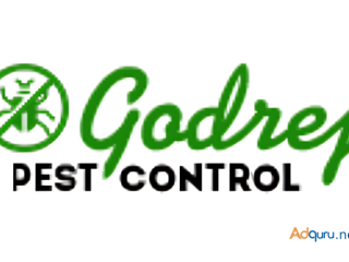 Cockroach Pest Control Service in Delhi