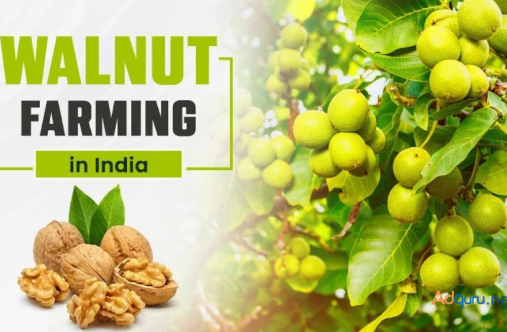 steps-of-walnut-farming-in-india-big-0