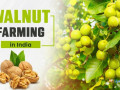 steps-of-walnut-farming-in-india-small-0