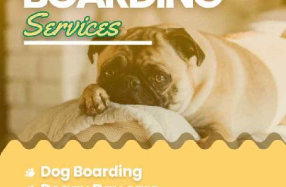 dog-boarding-services-in-pune-big-0