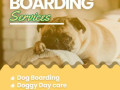 dog-boarding-services-in-pune-small-0