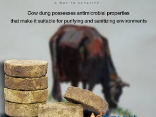 Cow dung deepam