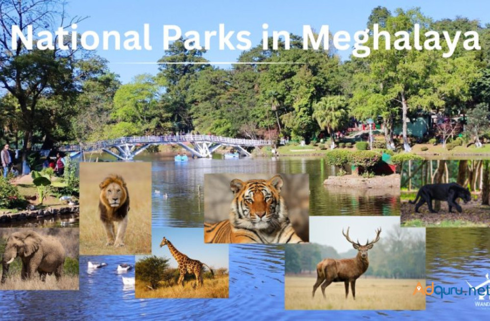 unveil-the-untamed-national-parks-in-meghalaya-big-0