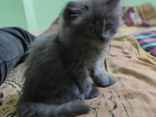 Find Purebred Persian Kittens for sale in Hyderabad | Mr n Mrs Pet