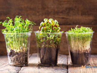 Sattvishtik's Grow-Your-Own Microgreens Kit: Elevate Your Culinary Experience