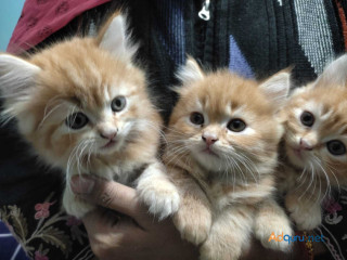 Persian Cat Breeders in Delhi