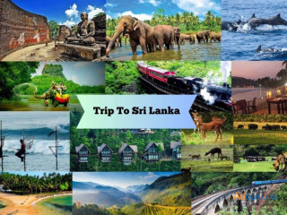 Unveiling Sri Lanka's Allure: From Ancient Cities to Untamed Jungles