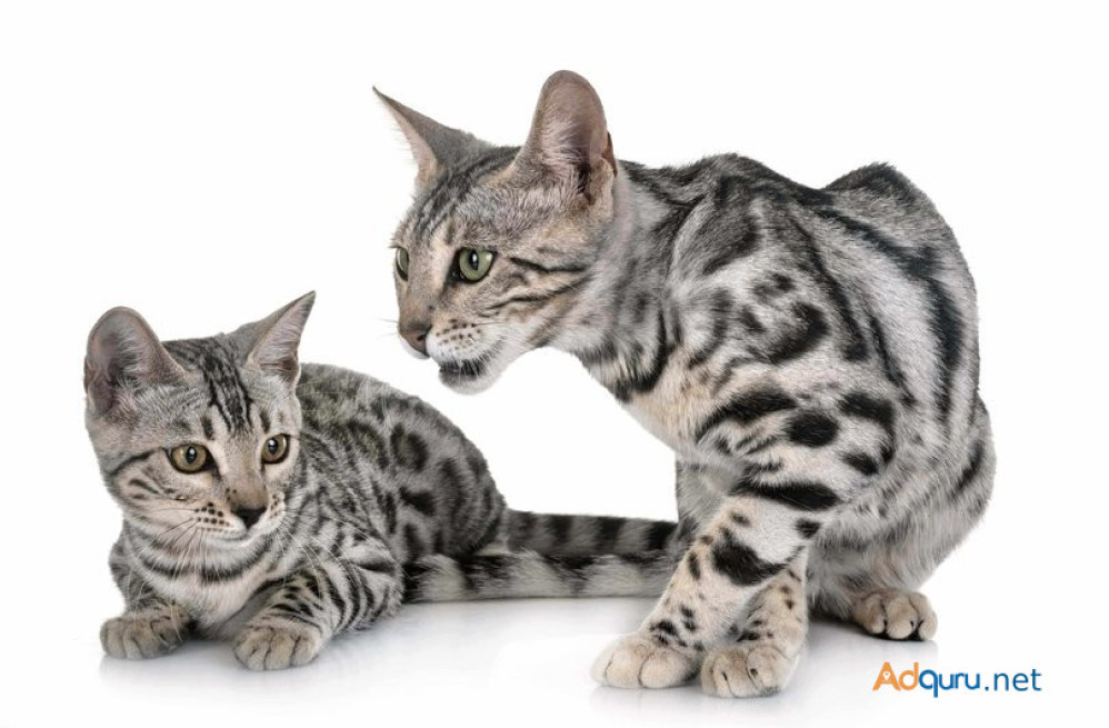 where-to-buy-bengal-kitten-in-delhi-big-0