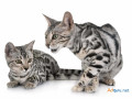 where-to-buy-bengal-kitten-in-delhi-small-0