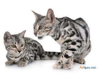 Where to Buy Bengal Kitten in Delhi