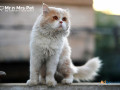 persian-kitten-in-chennai-small-0