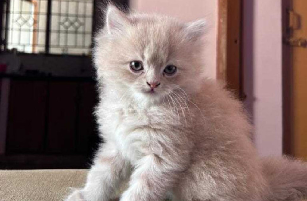 persian-kitten-for-sale-in-bangalore-big-0