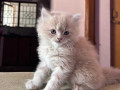 persian-kitten-for-sale-in-bangalore-small-0