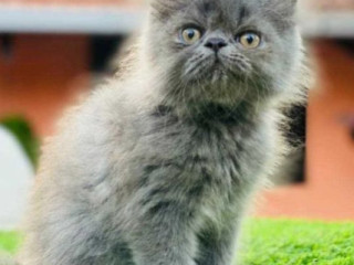 Find Purebred Persian Kittens for sale in Indore