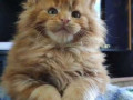 maine-coon-kitten-in-bangalore-small-0