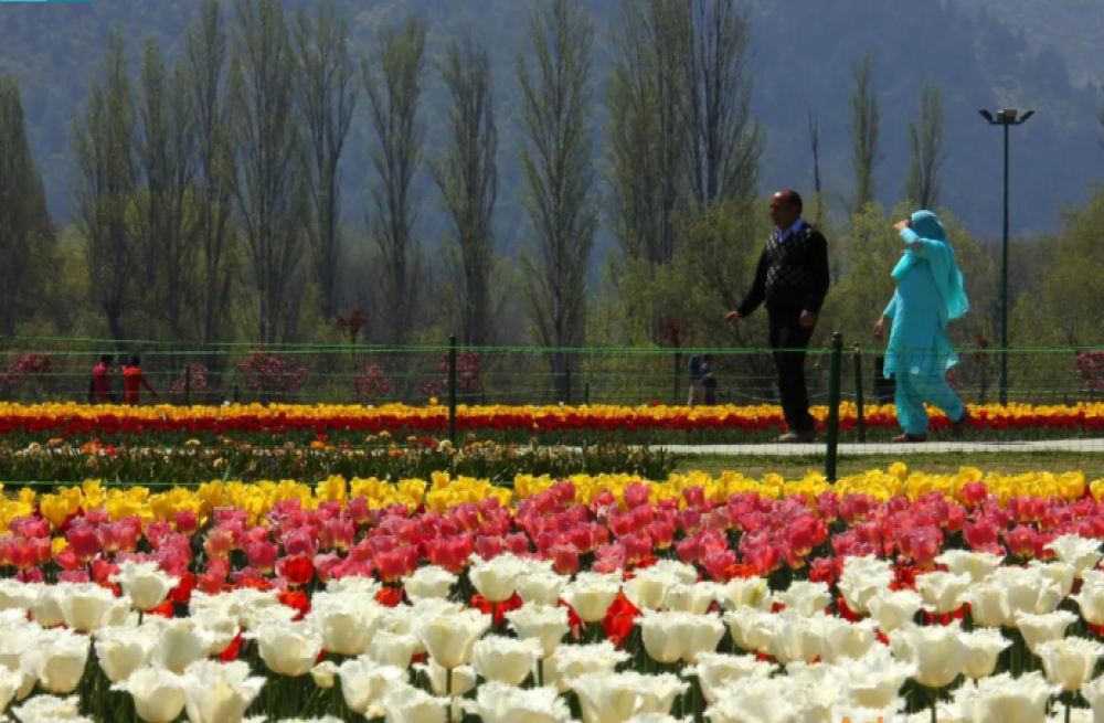 experience-the-splendor-of-tulip-festivals-in-kashmir-big-0