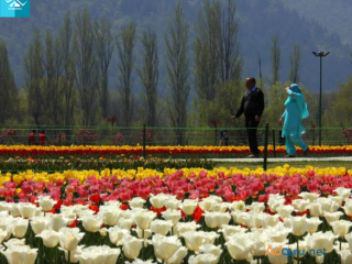 Experience the Splendor of Tulip Festivals in Kashmir