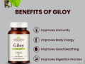 giloy-capsules-ayurvedic-supplement-for-digestion-small-0