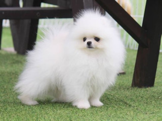 Toy Pomeranian Puppies for Sale in Nagpur