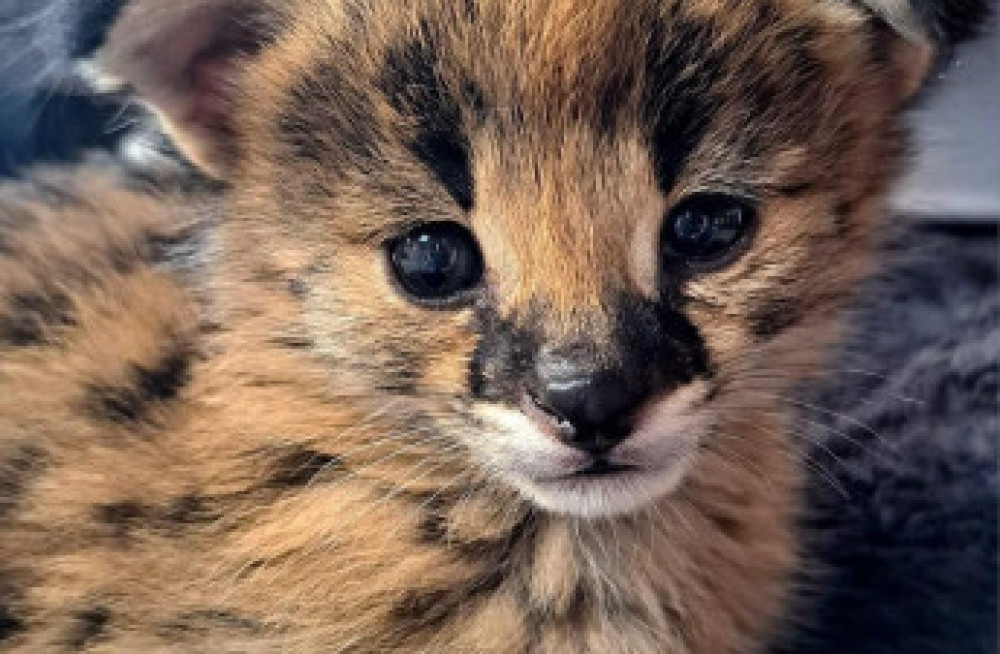 savannah-cats-serval-and-caracal-big-2