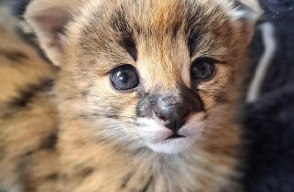 savannah-cats-serval-and-caracal-big-1