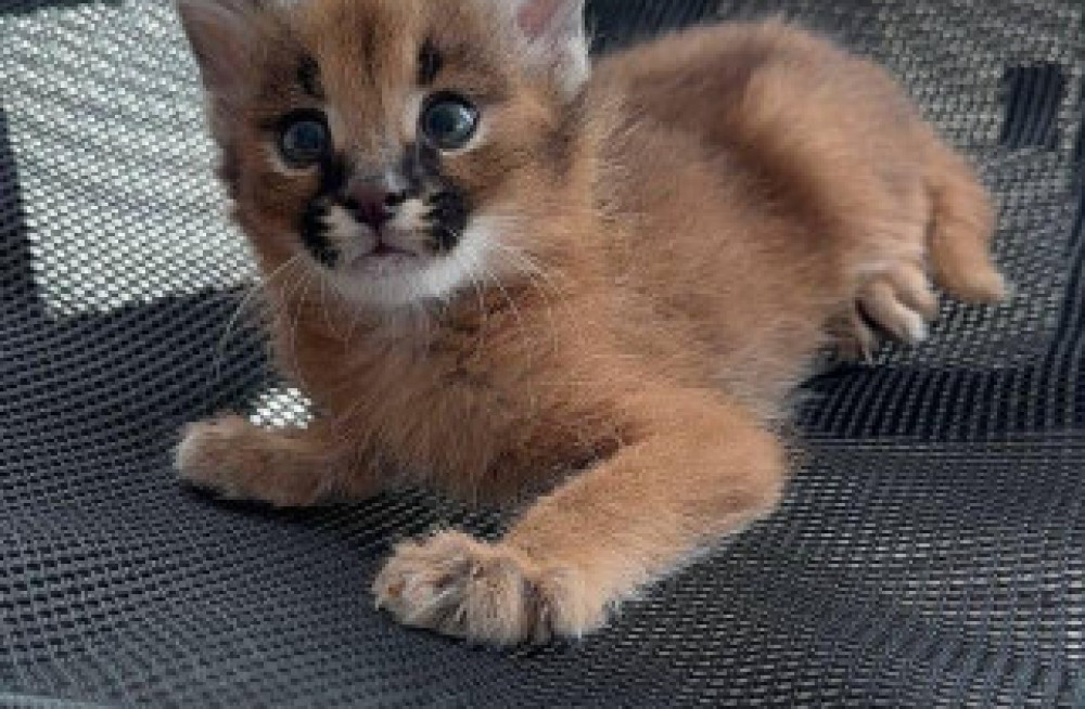 savannah-cats-serval-and-caracal-big-3