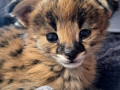 savannah-cats-serval-and-caracal-small-2