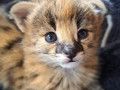 savannah-cats-serval-and-caracal-small-1