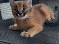 savannah-cats-serval-and-caracal-small-3