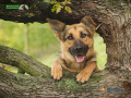 find-your-german-shepherds-for-sale-in-oregon-small-0