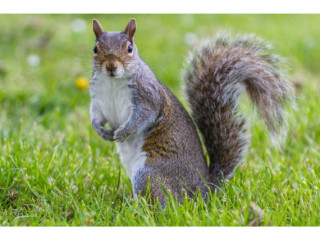 Repair Squirrel Damage Ann Arbor