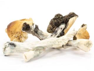 Buy Mexican Cubensis Mushrooms Online