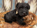 best-scottish-terrier-puppies-for-sale-small-0