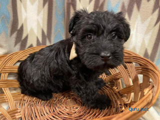 Best Scottish Terrier Puppies for Sale