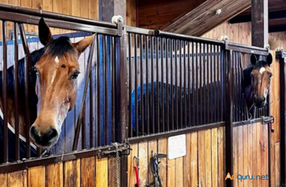explore-horses-and-ponies-for-lease-big-0