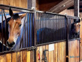explore-horses-and-ponies-for-lease-small-0