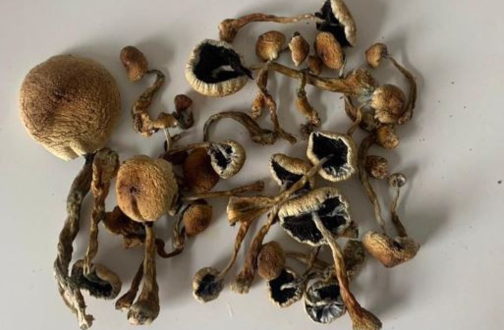 cubensis-mushroom-magic-shrooms-near-me-big-0