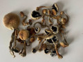 cubensis-mushroom-magic-shrooms-near-me-small-0