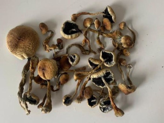 Cubensis Mushroom ( Magic shrooms Near Me )