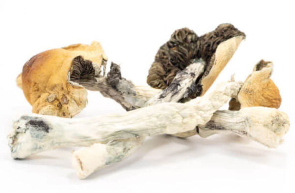 buy-hawaiian-magic-mushrooms-online-big-0