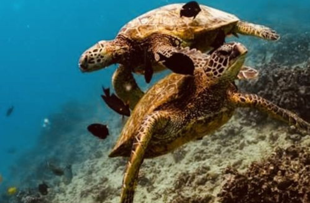 hawaii-sea-turtle-snorkel-sail-big-0