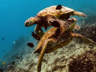 Hawaii Sea Turtle Snorkel Sail