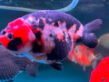 ranchu-goldfish-for-sale-small-0