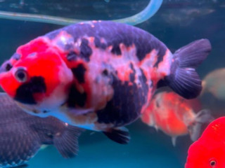 Ranchu Goldfish For Sale