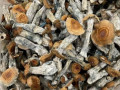 psilocybe-cyanescens-wavy-caps-small-0