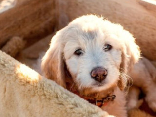 Service Dog Goldendoodle