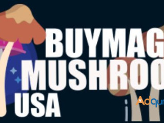 Buy Magic Mushroom USA