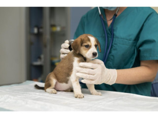 Palm Beach Veterinary Hospital Services